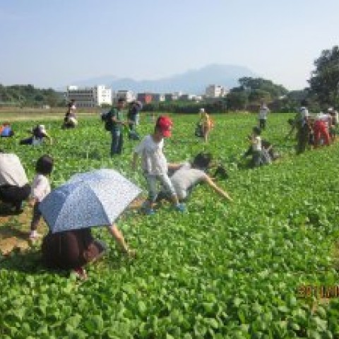 蔬菜種植